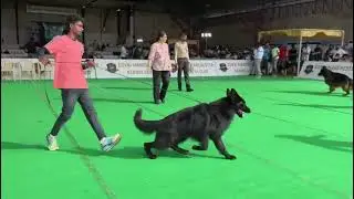 Top quality gsd kci Male stud service🐕&zwj;🦺 available 💫live show 🐾😊📞7976610026 / 7850869381 #gsd #lover