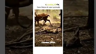🌳 Save Forests, Save Lives 🦌#SaveForests #SaveAnimals #WildlifeProtection #EnvironmentalAwareness