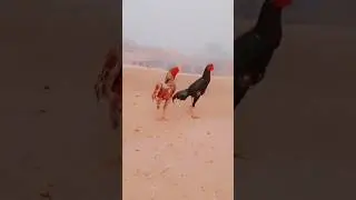 Shamo Aseel Murga Fight | Beautiful Shamo Aseel Murga 🔥