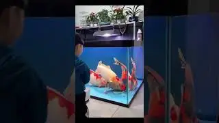 Carpas Gigante na Sala da Casa. #aquario #peixes #carpas