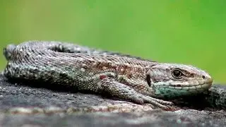 levendbarende hagedis of kleine hagedis Zootoca vivipara