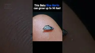 Baby Blue Marlin is so tiny 😳