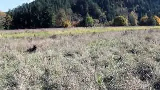 Pheasant Hunting with Tall Timber Pudelpointers