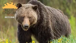 The Wildlife Conservation Project: Grizzly Bear    Chapter 1