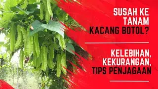 Susah Ke Tanam Kacang Botol Nie? Cara Tanam Kacang Botol Fertigasi