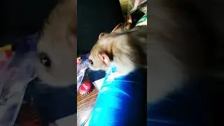 спасибо за помощь Саня🙂 #tiktok #reels #крысы #diy