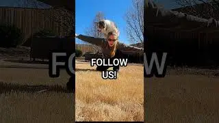 Train BACK STALL how-to! #aussiedoodle #dog #dogtricks