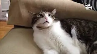 When the cheeseburger craving hits a feline! 🍔🙀