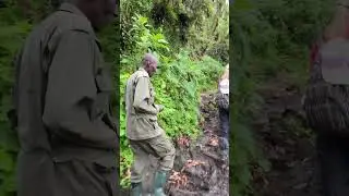 Mount Bisoke Hiking experience. It&rsquo;s tough but worth it. #visitrwanda #hiking #discovery #explore