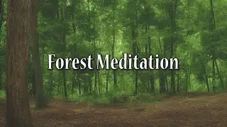 10 Minute Forest Meditation | Relaxation | Stress Relief | Study Music