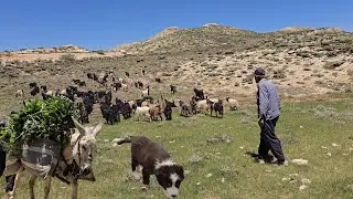Nomadic life:Traditional livestock farming and shepherding in the pristine nature of Chahan
