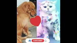 cute dog🐕 and cat🐈 funny 😍 video 📹 ||funniest animals &hearts;️ 2022#shorts