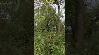 Faverdale Woods/Faverdale Nature Reserve alternative path