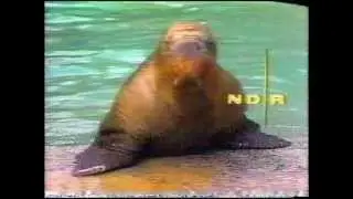 Antje (NDR, 1978)