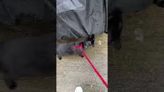 Singing in the rain 🎶 happy national black cat day #flycut #ositoburrito #blackcatappreciationday