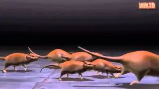 Rats Invasion
