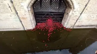 The Poppies At The Tower Of London, 2025