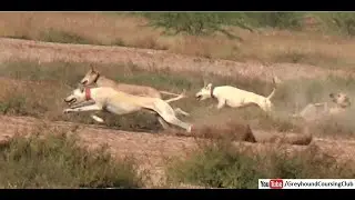 Three greyhounds vs rabbit race 2021 season | galgos y liebres | wildlife
