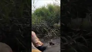 Beautiful girl catching fish in Vietnam #fishing  #caughtfish #fishinglife #fishingvideo #fitness