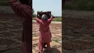 Dry Dates Process in Sun Light | Chuara Making in Hot Weather | Worlds Famous Dry Dates Preparation