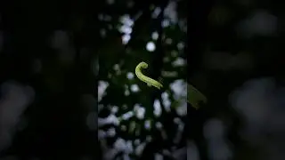 🍁 Full of 🤍 Love 🍂✨ #insect #insectshorts #love #petslover #funny #tamilreels #trending #shorts
