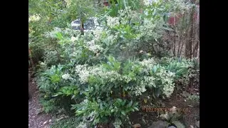 Fragrant  Wax Leaf Privet for Northern gardens