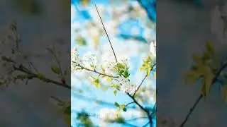 Slow Calm Music for Nervous System Relaxation