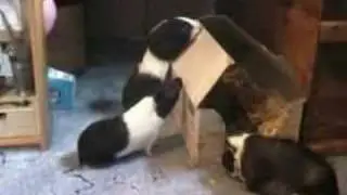 meerschweinchen