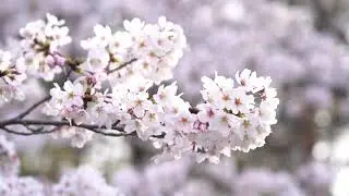 Calm Japanese Music | Relaxed Wa-Style BGM (30 Min)