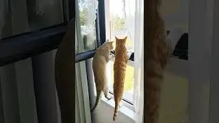 Funny cat show #shorts