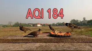 4 April 2024 AQI 184 Daily Views of a Chiang Mai Bird Table and Sky | Chiang Mai Weather Today