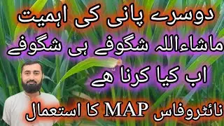 wheat second irrigation || wheat fertilizer plan || agriculture wisdom
