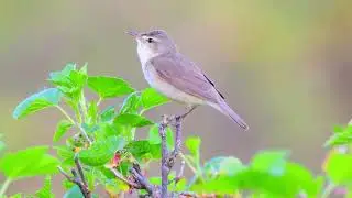 This Tiny Mountain Warbler Has the LOUDEST Song in Southeast Asian Forests! 🎵