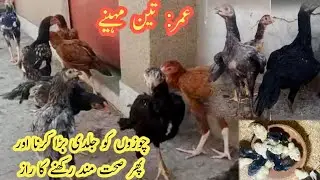 Aseel Chicks growth tips // breeding formula // salo pet house / aseel chicks growth 1 day to100 day