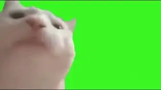 Cat vibing(green screen)
