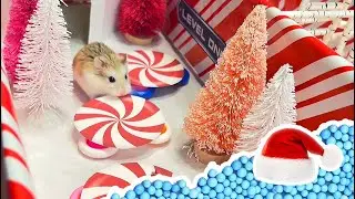 🐹   Escape from Santa's Christmas Toy Workshop Jail - Real Life Hamster Maze 🐹 🎄. хомяк