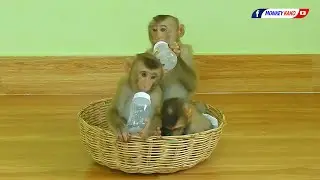Brother Kako And Sister Luna With Tiny Nina Playing And Drink Milk In Basket