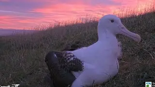 Royal Albatross - TFT chick visits RoyalCam under the pink skies of Taiaroa Head 💙💕