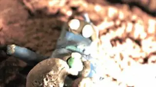 Deakin - Animal Collective - Country Report