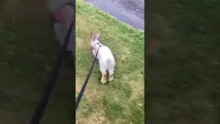 Happy rabbit running outside