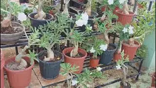 Adenium flowers White Gallery in My Garden