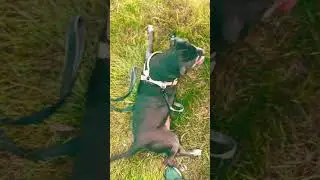 Leeroy is soo tired after a long walk #dogs #cute #boxer #black #blacklabs #boxador