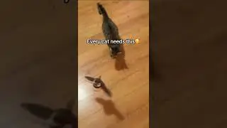 Interactive Flying Bird Cat Toy - Order Today 👇