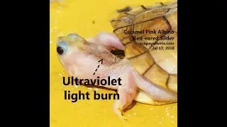 A 1-year-old caramel pink albino red-eared slider has not been eating for over one week