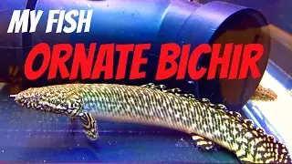 Ornate Bichir (Polypterus ornatipinnis) - My Fish