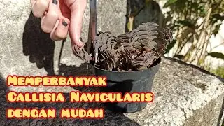 Memperbanyak  Callisia Navicularis| How propagate Callisia#succulent #callisianavicularis #propagate