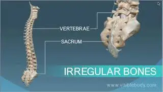 Irregular Bones