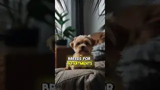 5 лучших пород собак для квартир!