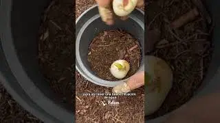 TULIPANES &iquest;C&oacute;mo cultivarlos y hacerlos florecer?