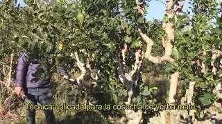 Yerba Mate: Cosecha ramas maduras